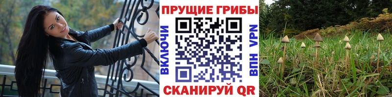 Купить где Магадан Псилоцибиновые грибы Magic Shrooms